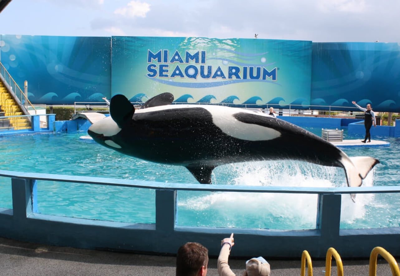 How Did Lolita Died? Lolita Cause of Death: What Happened to Miami Seaquarium Killer Whale?