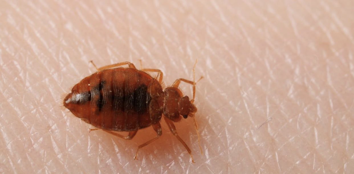 Three siblings die after an uncle disinfects a room against bedbugs in the Ashanti region