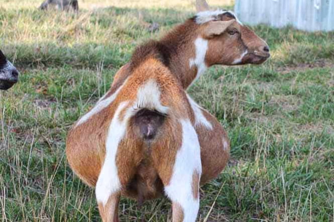 41-Year-Old Man, Kwame Chelsea Arrested For Allegedly Having S£X With A Pregnant Goat