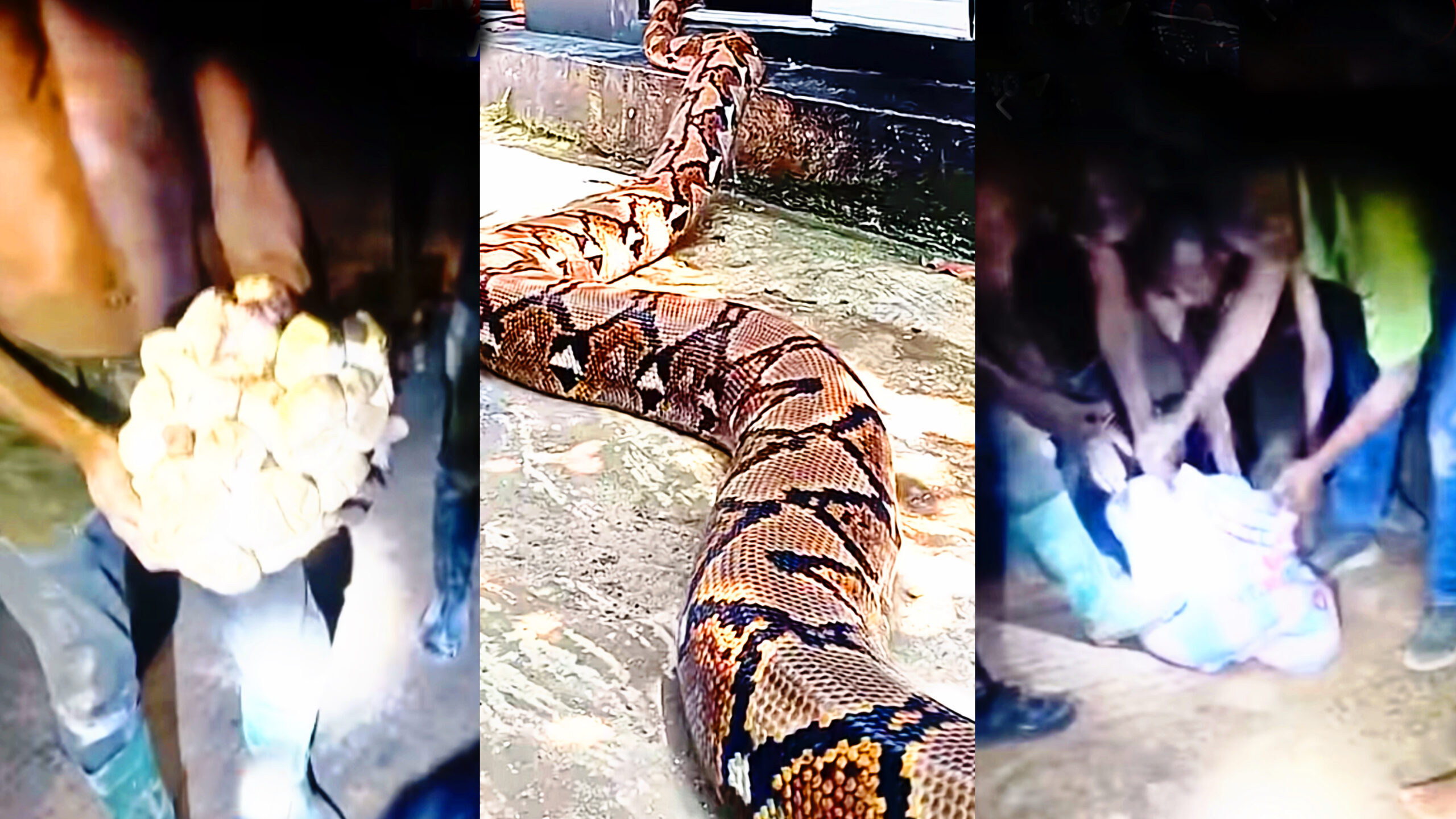 Power Restored in Kumasi After Pythons Discovered at Ahodwo Substation