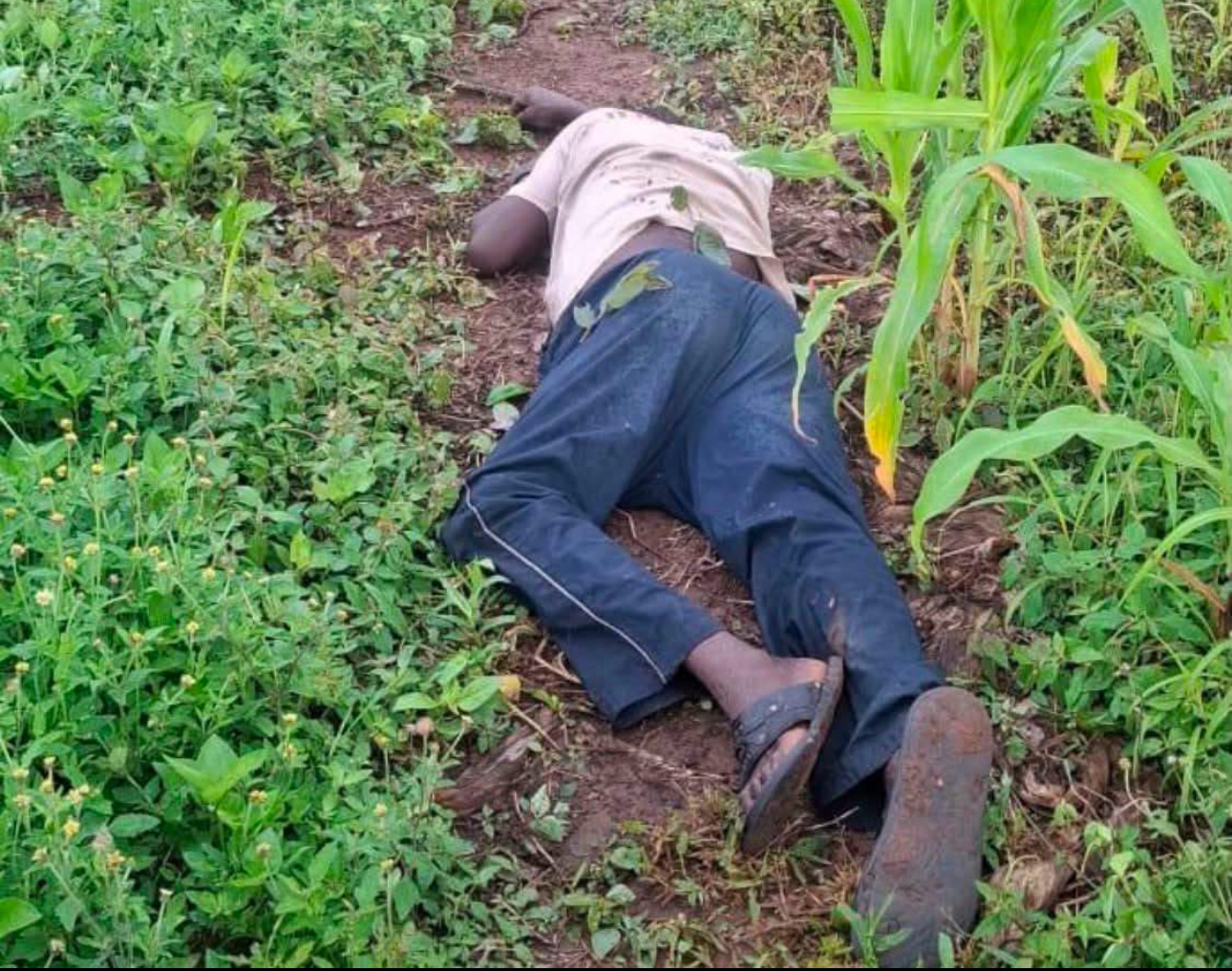 Suspected thief shot dead by Yam Farmer