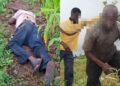 Police investigate a farm in Ghana's Oti Region after a suspected yam thief died in a shooting involving a farmer.